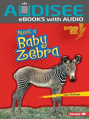cover image of Meet a Baby Zebra